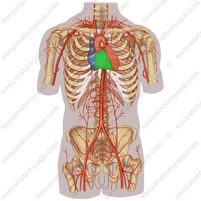 Правый желудочек (ventriculus dexter) – вид спереди